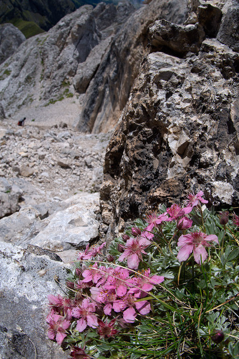 Potentilla nitida / Potentilla delle Dolomiti, P. rosea